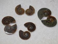 Ammonit - Cleoniceras - 25-35mm - Karton - 50 Paare