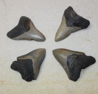 Megalodon - fossiler Haizahn - 8-10,5cm - 4 Stck - Karton