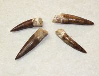 Spinosaurus - Dinosaurier Zahn - 4-5cm - 1 Stck