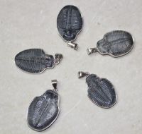 Trilobit - Anh�nger - 20-25mm - Silber - 1 St.