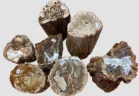 Versteinertes Holz - Stamm - 7-19cm - 7 St�mme im Set