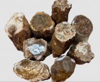 Versteinertes Holz - Stamm - 10-20cm - 9 St�mme im Set