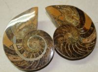 Nautilus - Madagaskar - Paar - 12,5x9,5cm - Einzelstck