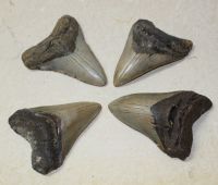 Megalodon - fossiler Haizahn - 9,5-11,5cm - 4 Stck - Karton