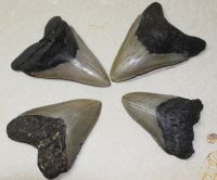 Megalodon - fossiler Haizahn - 8,5-12cm - 4 Stck - Karton