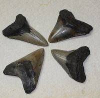 Megalodon - fossiler Haizahn - 7,3-10cm - 4 Stck - Karton