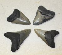Megalodon - fossiler Haizahn - 8,5-10cm - 4 Stck - Karton