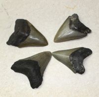 Megalodon - fossiler Haizahn - 7-8,5cm - 4 Stck - Karton