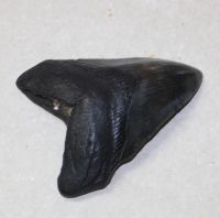 Megalodon - fossiler Haizahn - 8,5x8,4cm - Einzelstck