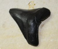 Megalodon - fossiler Haizahn - 8,2x7,5 - Einzelstck