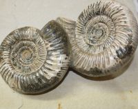 Ammonit - Kranaosphinctes - Stufe - 30x16cm - Einzelstck