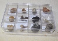 Fossilien Sammlung - 12 Stck mit Beschreibung in Box
