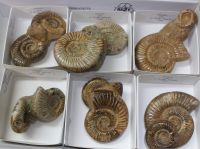 Ammonit - Kranaosphinctes - 8-11cm - 6 Stck - Karton