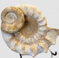 Ammonit - Kranaosphinctes - 47x40cm  - Einzelstck