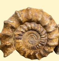 Ammonit - Kranaosphinctes - 50x47cm  - Einzelstck