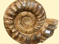 Ammonit - Kranaosphinctes - 42x38cm  - Einzelstck