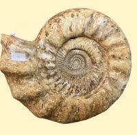 Ammonit - Kranaosphinctes - 40x37cm  - Einzelstck
