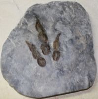 Versteinerter Saurier Fussabdruck - Platte - 23x21cm Einzelstck
