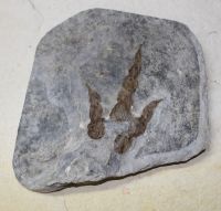Versteinerter Saurier Fussabdruck - Platte - 20x18cm Einzelstck