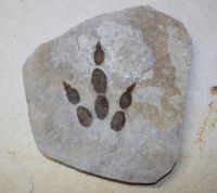 Versteinerter Saurier Fussabdruck - Platte - 21x19cm Einzelstck