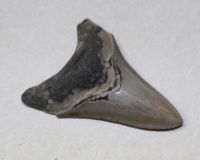 Megalodon - fossiler Haizahn - 10,4x9,4x7cm - Einzelstck