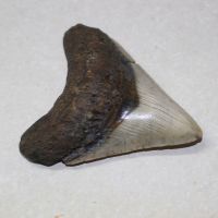 Megalodon - fossiler Haizahn - 9x8,7x7,8cm - Einzelstck