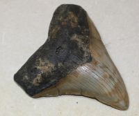 Megalodon - fossiler Haizahn - 10x8,8x8cm - Einzelstck