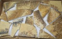 Dendriten Platte - Solnhofen - 4-15cm - 12-14 St�ck - Karton