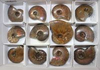 Ammonit - Cleoniceras - 45-60mm - AA-Qualitt - Karton - 12 St.