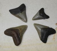 Megalodon - fossiler Haizahn - 8-10cm - 4 Stck - Karton