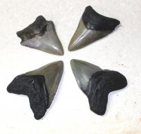 Megalodon - fossiler Haizahn - 7,5-9cm - 4 Stck - Karton