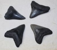 Megalodon - fossiler Haizahn - 7,5-8,5cm - 4 Stck - Karton