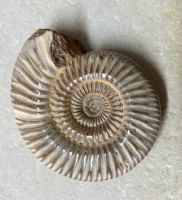 Ammonit divisosphinctes besairiei mit Mundsaum - 10cm