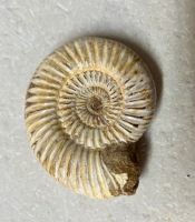 Ammonit divisosphinctes besairiei mit Mundsaum - 7cm