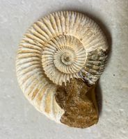 Ammonit divisosphinctes besairiei mit Mundsaum - 9cm