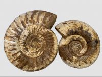 Ammonit - Kranaosphinctes - 25cm und 20cm - 2 Stck im Set