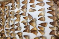 Mosasaurus - Dinosaurier Zahn - 2,5-4,5cm - 100 Stck - Karton