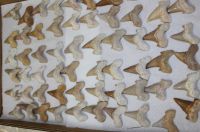 Versteinerter Haizahn - Marokko - 3,5-4cm - 60 Stck - Karton