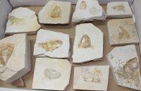 Versteinerter Fisch - Solnhofen - 11 St�ck - Karton