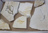 Versteinerte Pflanze - Solnhofen - 6 St�ck - Karton