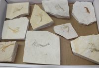 Versteinerter Krebs - Solnhofen - 9 St�ck - Karton