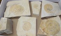 Versteinerter Ammonit - Solnhofen - 6 St�ck - Karton