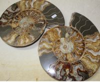 Ammonit - Cleoniceras - Paar - Einzelst�ck