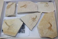 Versteinerter Krebs - Solnhofen - 6 St�ck - Karton