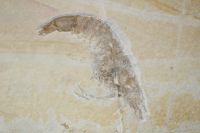 Versteinerter Krebs - Solnhofen - 27x19cm - Einzelst�ck