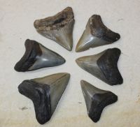 Megalodon - fossiler Haizahn - 6-8,5cm - 6 St�ck - Karton