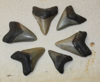 Megalodon - fossiler Haizahn - 5,5-8,5cm - 6 St�ck - Karton