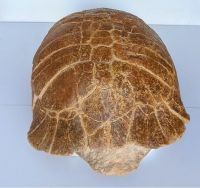 Versteinerte Schildkr�te - Stylemys sp. - 51,4 kg - Einzelst�ck