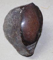 Versteinerter Saurierknochen - 10x7x5,5cm - Einzelst�ck