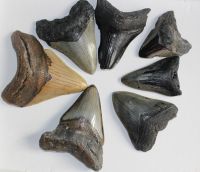Megalodon - fossiler Haizahn - 6,3-10,9cm - 7 St�ck - Karton